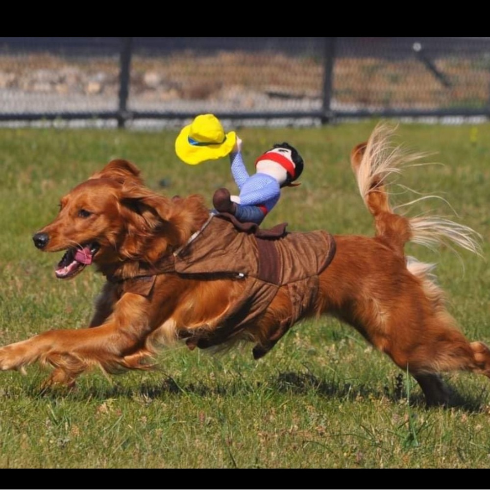 Dog Halloween Costume”Cowboy Rodeo Rider” - Picture 2 of 9